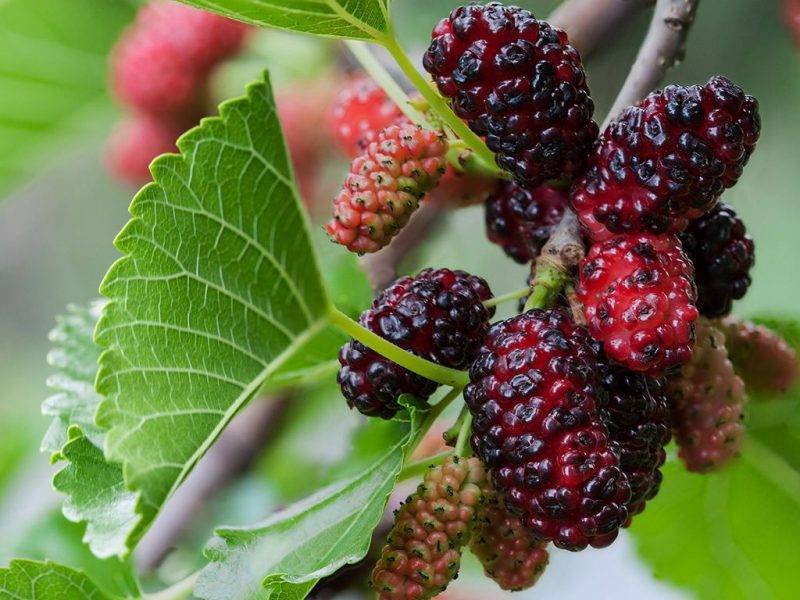 Шелковица купить саженцы из питомнике в Калининграде