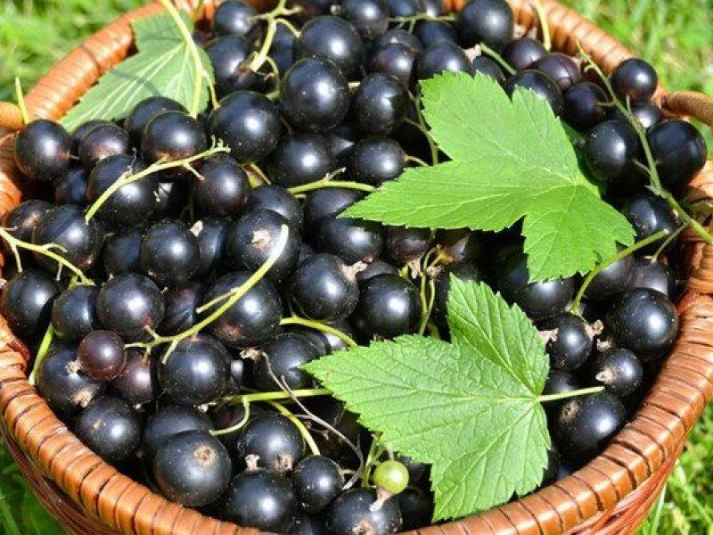 Смородина купить саженцы из питомника в Калининграде