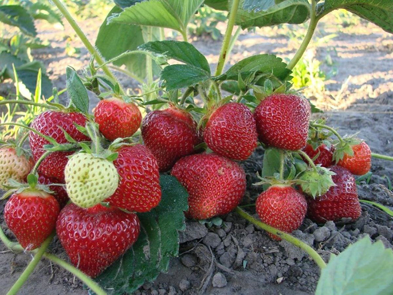 Клубника купить саженцы из питомника в Калининграде