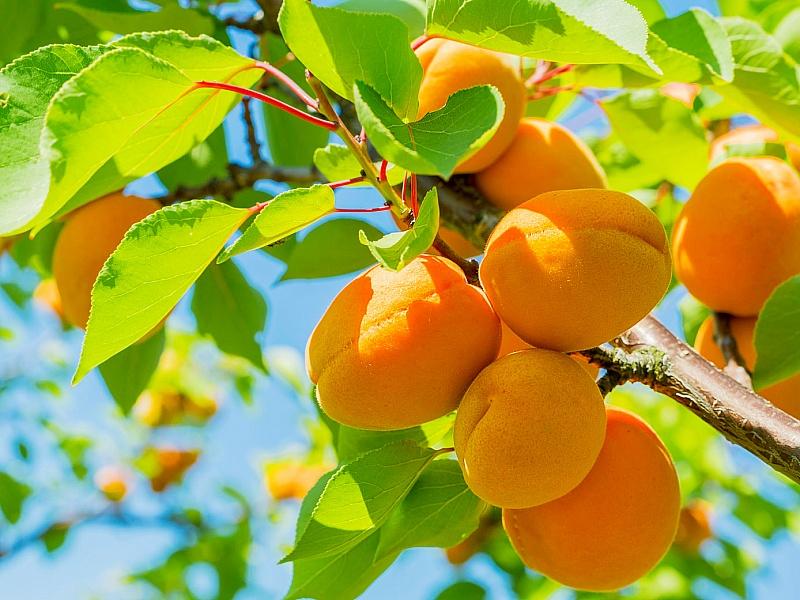 Абрикос купить саженцы из питомнике в Калининграде