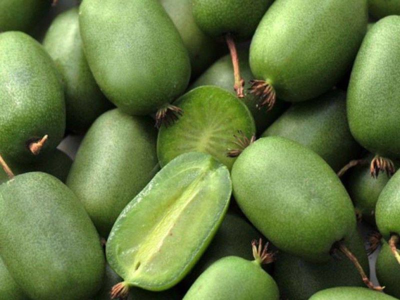 Актинидия купить саженцы из питомнике в Калининграде
