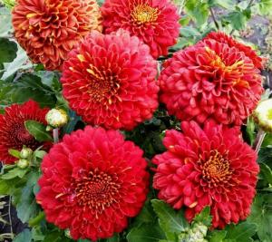 Хризантема Шапка Мономаха