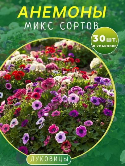 Анемоны микс 30 штук