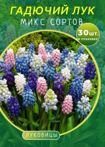 Гадючий Лук (мускари) микс 30 штук